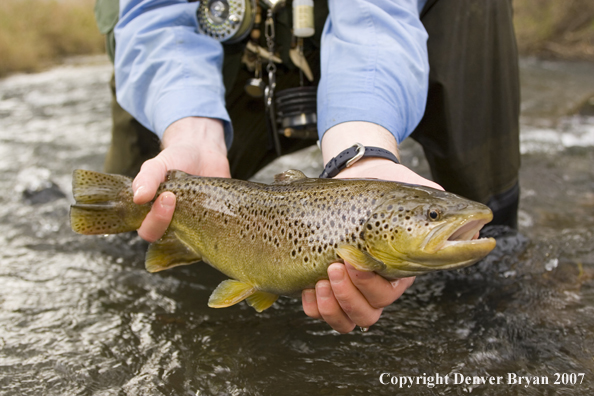Close-up of nice brown trout.