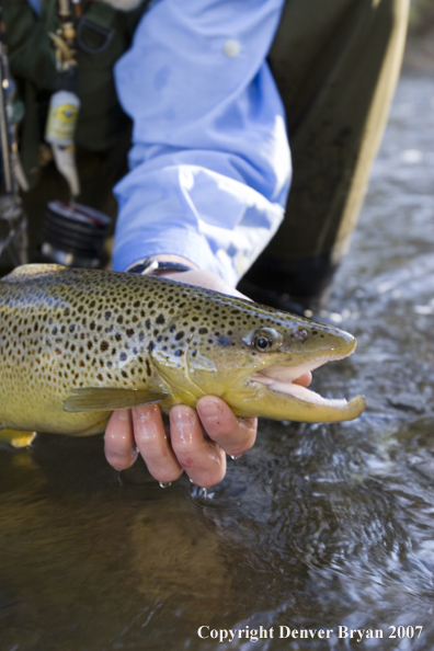 Close-up of nice brown trout.