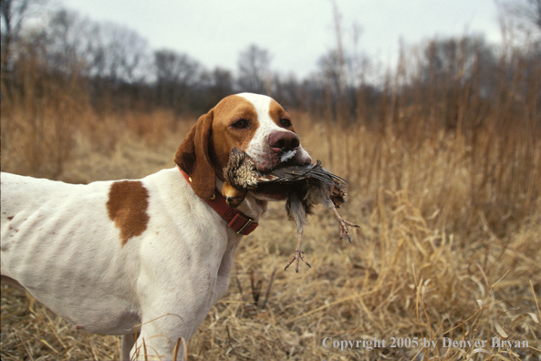 English Pointer with bagged Bobwhite quail.