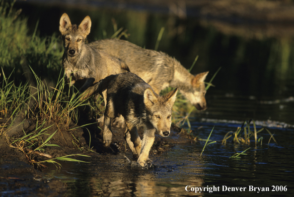 Grey wolf pups at river bank.
