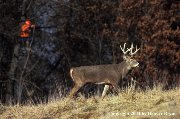 Hunter in treestand aiming at white-tailed deer.