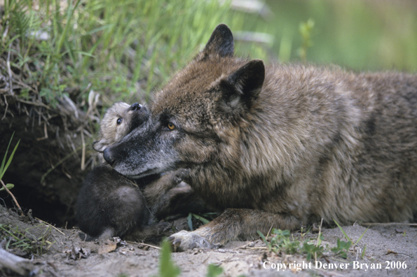 Gray wolf pup with adult wolf.