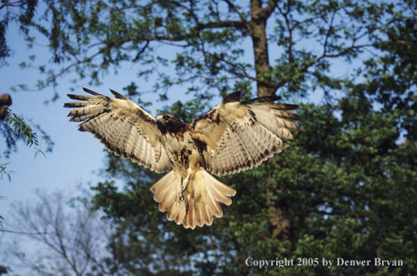 Red-tailed hawk in flight coming in for landing.