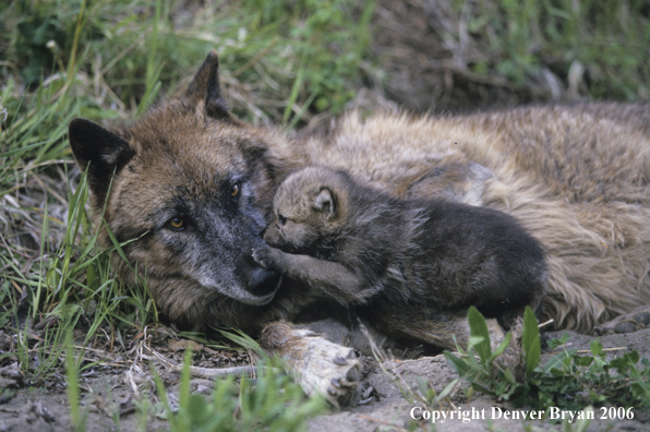 Gray wolf pup with adult wolf.