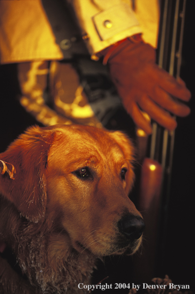 Golden Retriever with hunter.