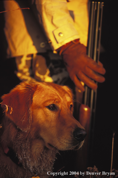 Golden Retriever with hunter.