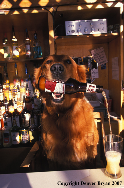 Golden Retriever pouring beer.