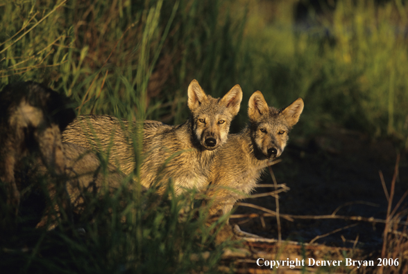 Gray wolf pups in habitat.