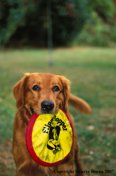 Golden Retriever holding frisbee.