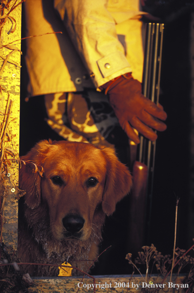 Golden Retriever with hunter.