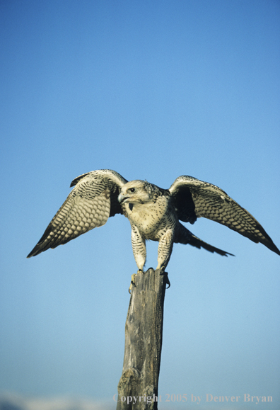 Gyr falcon perched on fence post.