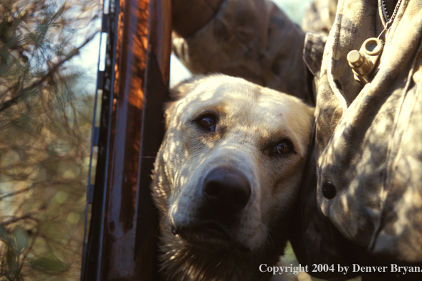Yellow Labrador Retriever with hunter