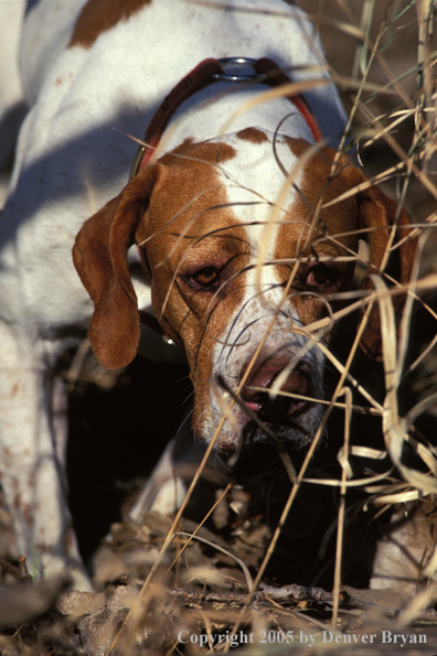 English Pointer.