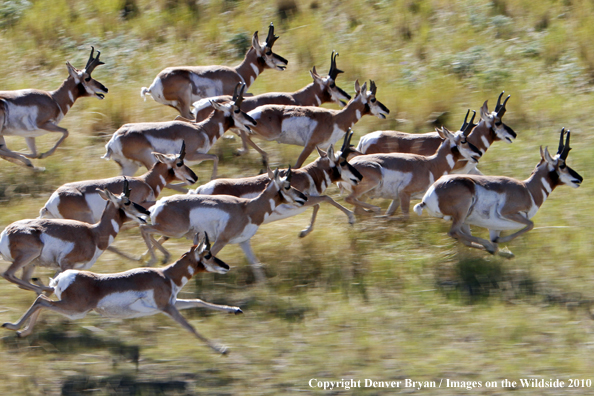 Pronghorned Antelope
