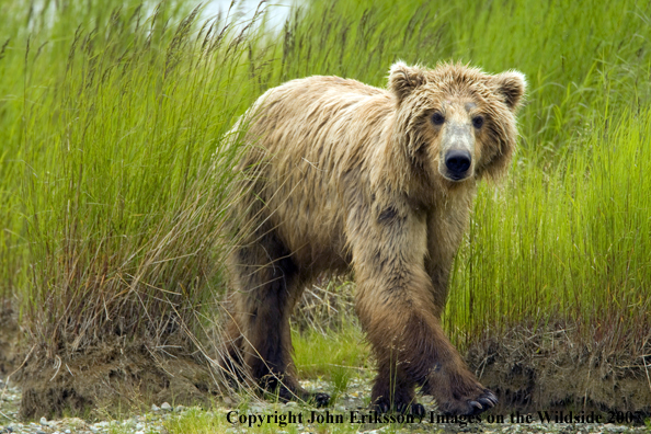Brown bear in habitat