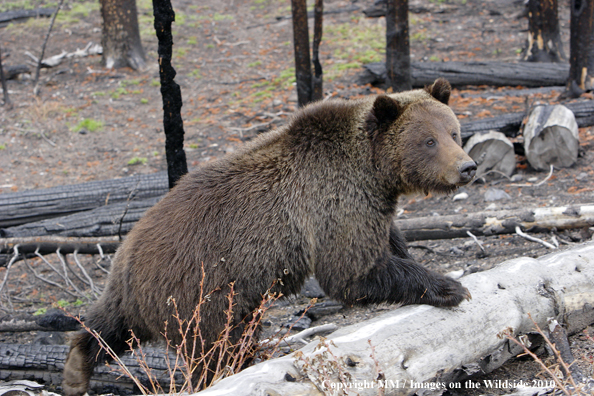 Grizzly Bear in habitat
