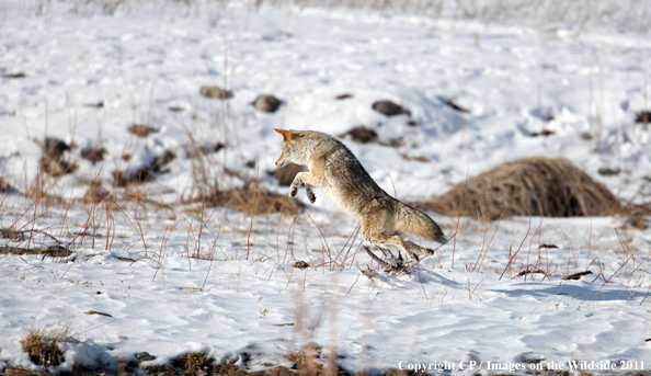Coyote jumping on meadow vole. 