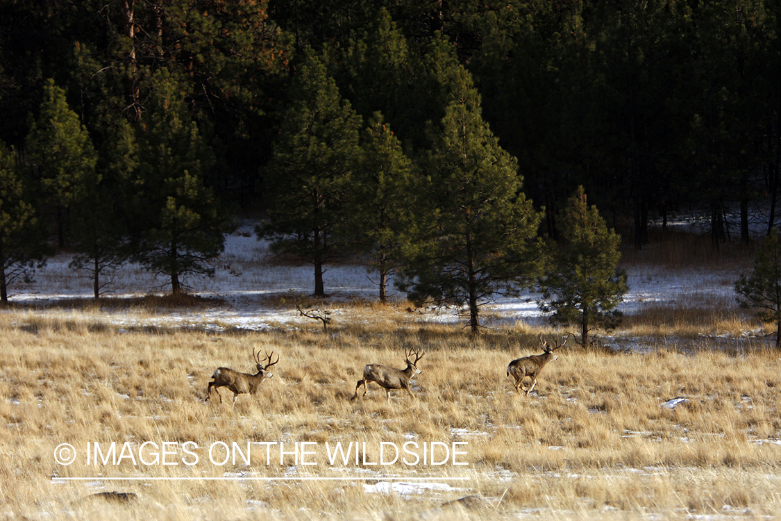Mule deer 