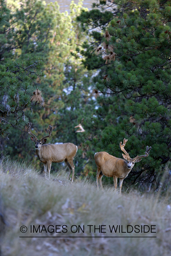 Mule Deer in Habitat