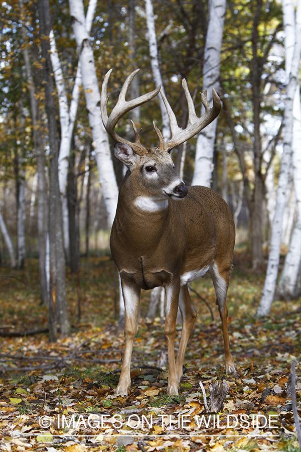 Whitetail buck in habitat