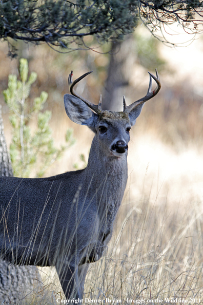 Coues white-tailed buck in field in Arizona. 