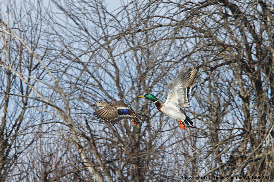 Mallards in flight.