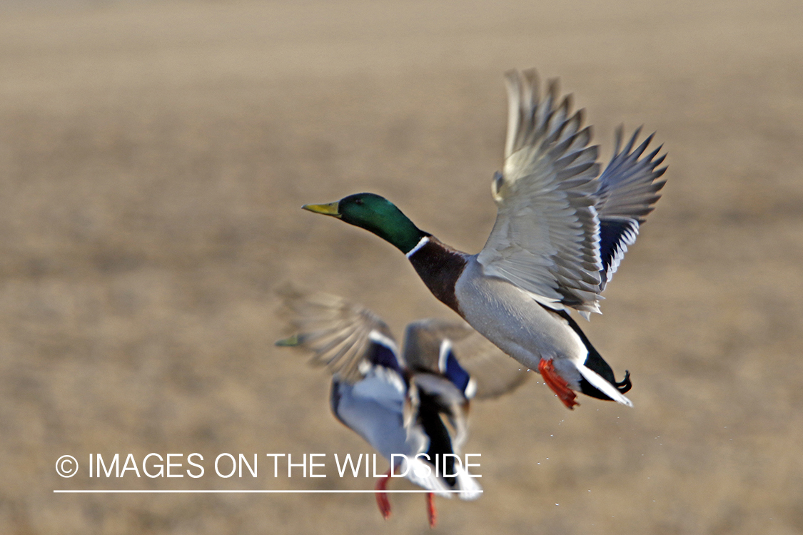 Mallard drakes in flight.