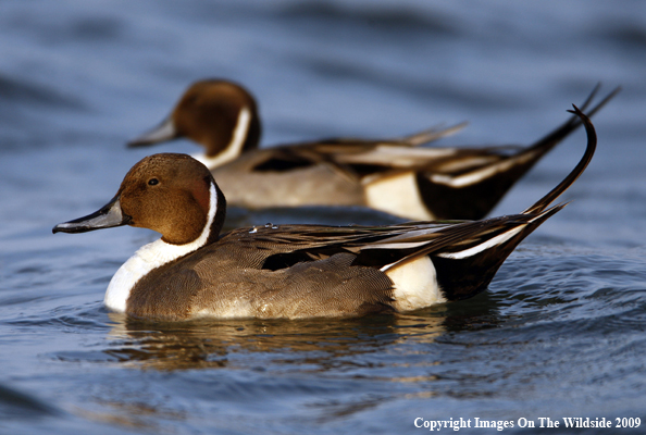 Pintail Ducks