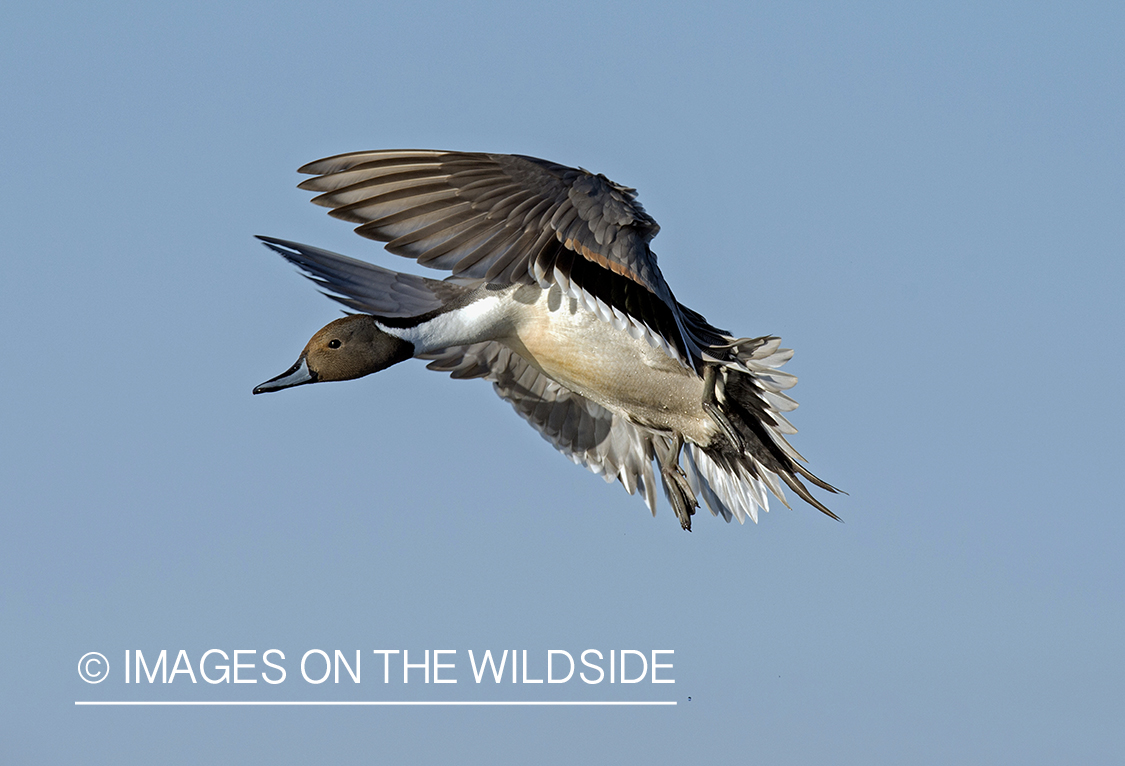 Pintail duck in flight.