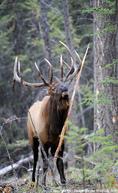 Rocky Mountain Bull Elk