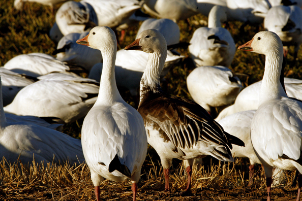Snow geese in habitat
