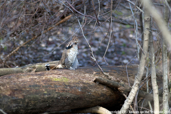 Ruffed Grouse in habitat. 