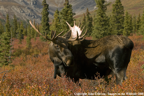 Alaskan Moose in Habitat