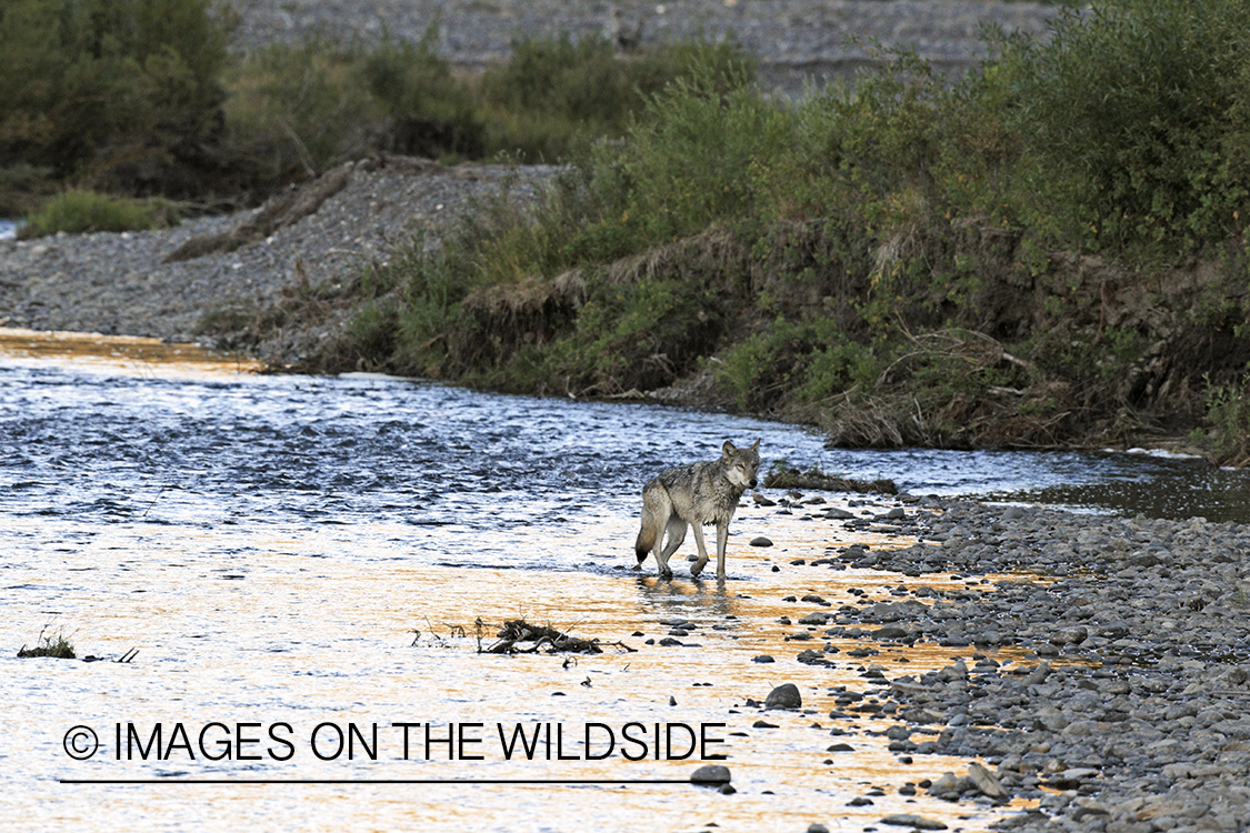 Wild free-ranging gray wolf in Yellowstone National Park.