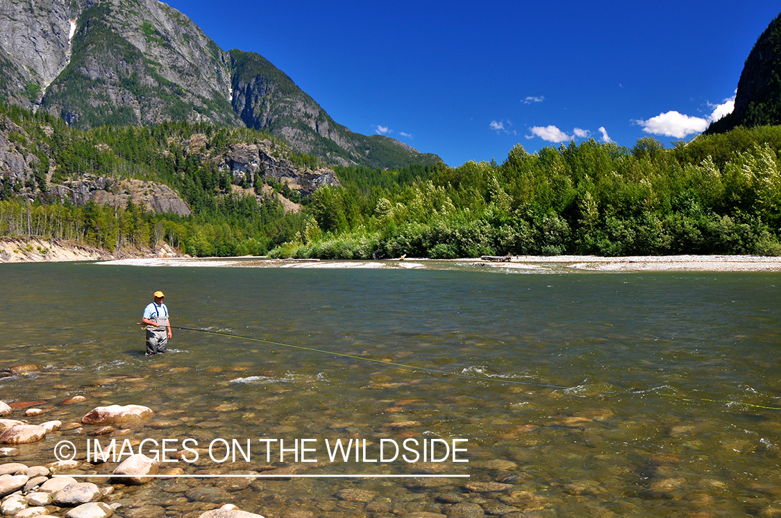 Steelhead flyfisherman on river in Canada. 