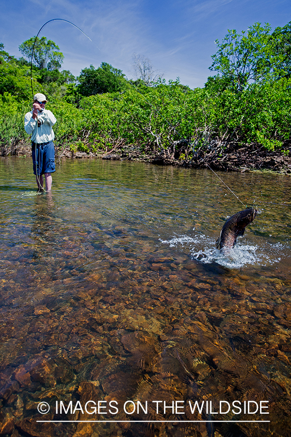 Flyfisherman fighting with wolf fish in Kendjam region, Brazil.
