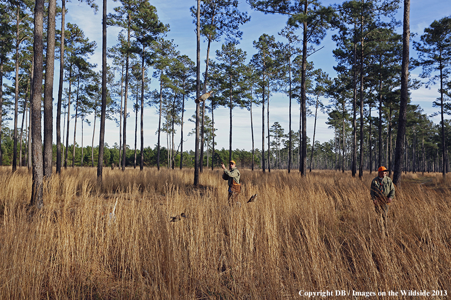 Bobwhite quail hunters shooting at flushing quail. 