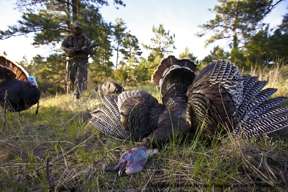 Hunter with bagged (Merriam's) turkey - decoy in bakcground