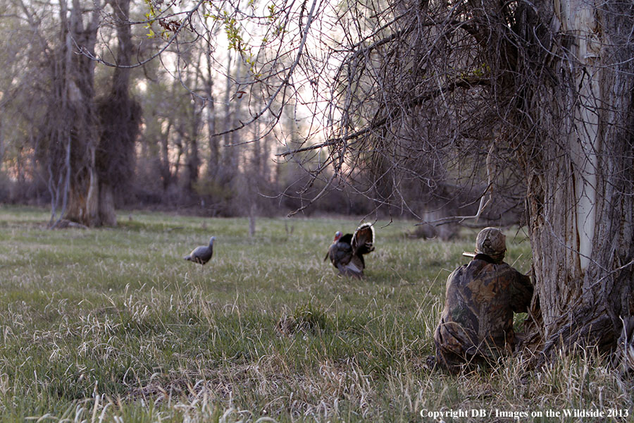 Turkey hunter shooting at gobbler with hen decoy.