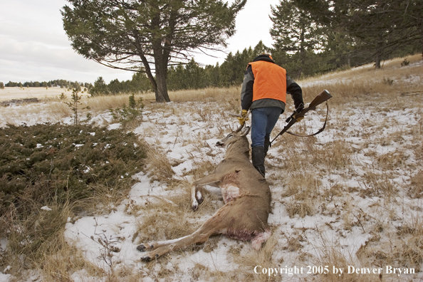 Deer hunter dragging bagged white-tailed buck.