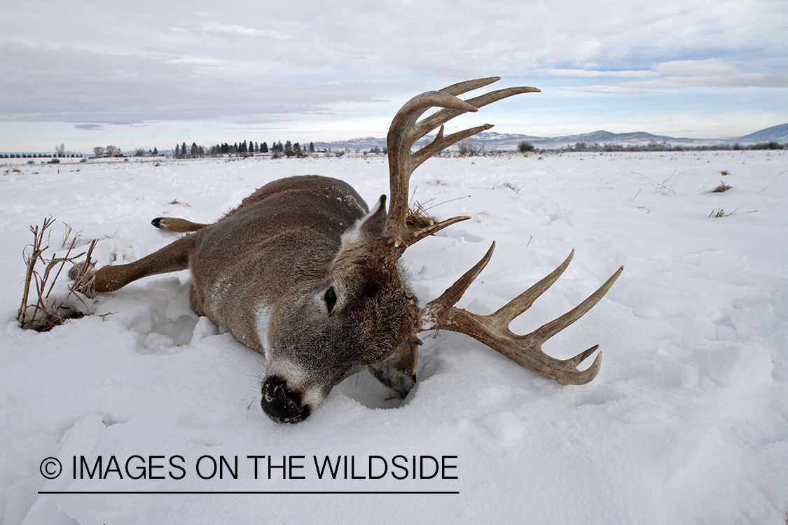 Downed white-tailed deer in field.
