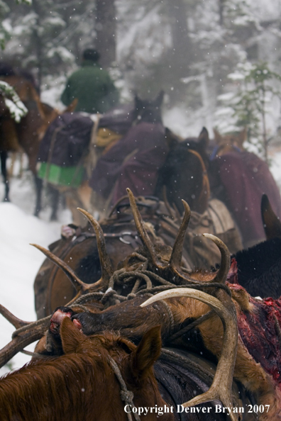 Elk hunt packstring in mountains