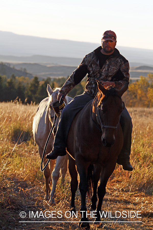 Trail horses with bowhunter at elk hunting campsite.