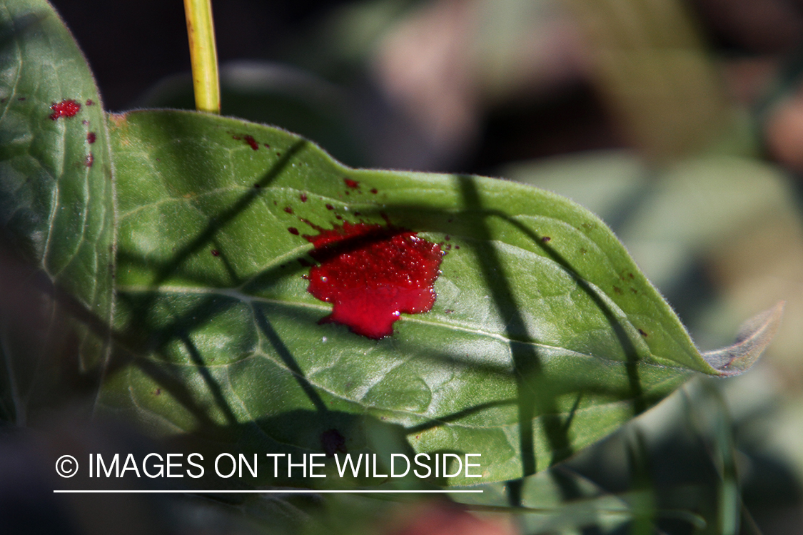 Blood trail of big game animal.