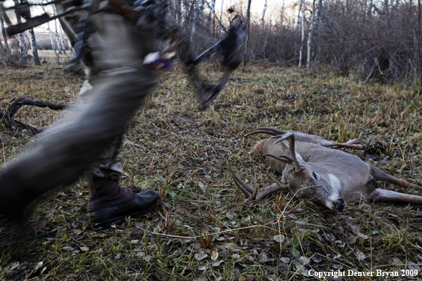 Bowhunter approaching whitetail buck.