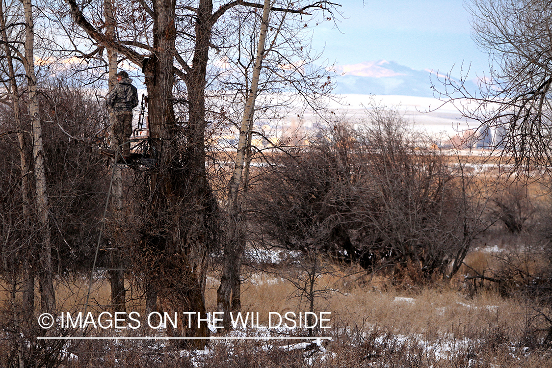 Bowhunter in tree stand.