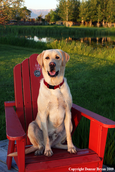 Yellow Labrador Retriever in chair