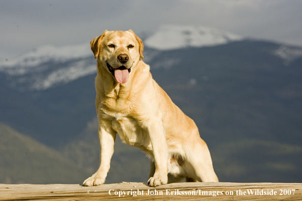 Yellow Labrador Retriever