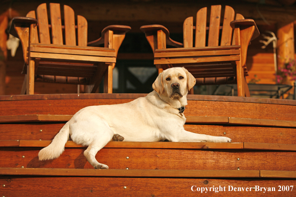 Yellow Labrador Retriever
