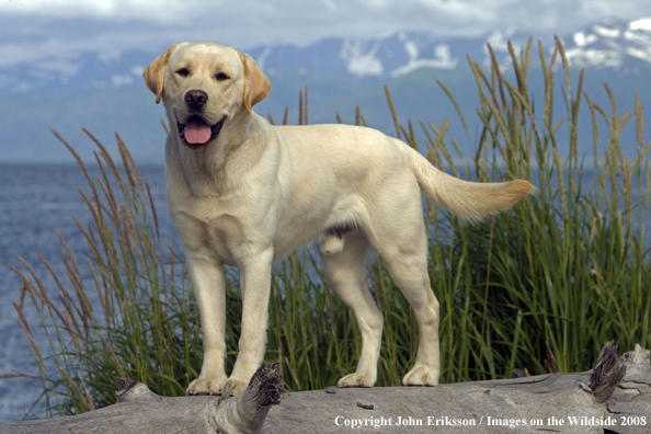 Yellow Labrador Retriever